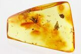 Fossil Scuttle Fly (Phoridae) and Bark Fragment In Baltic Amber #367515-1